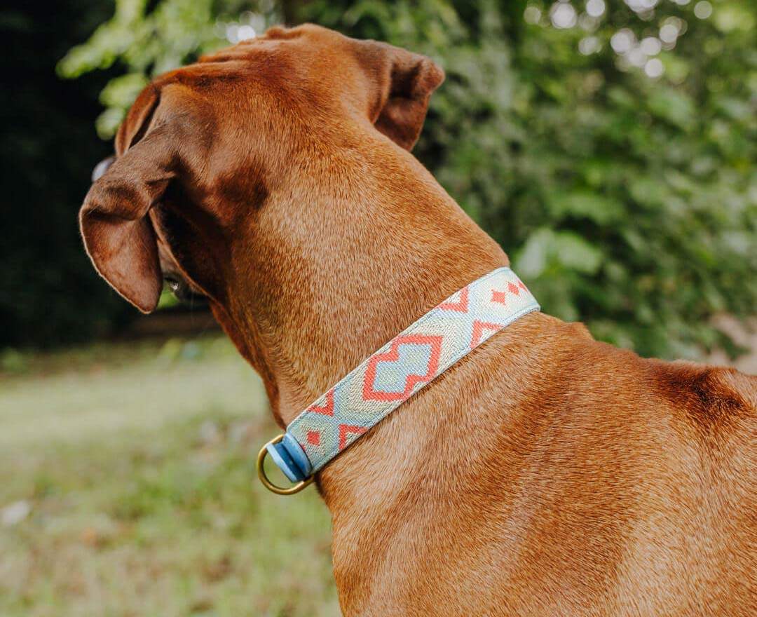 Hey Lana Premium Hundehalsband Gepolstert - Coral/Blau