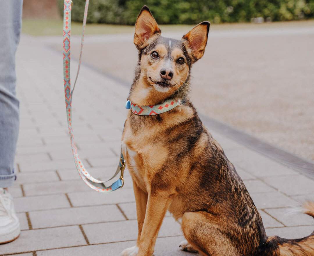 Premium Hundehalsband Gepolstert - Coral/Blau - XS