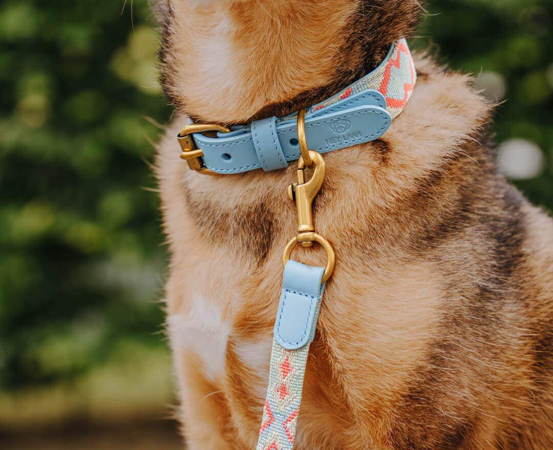 Premium Hundehalsband Gepolstert - Coral/Blau - M