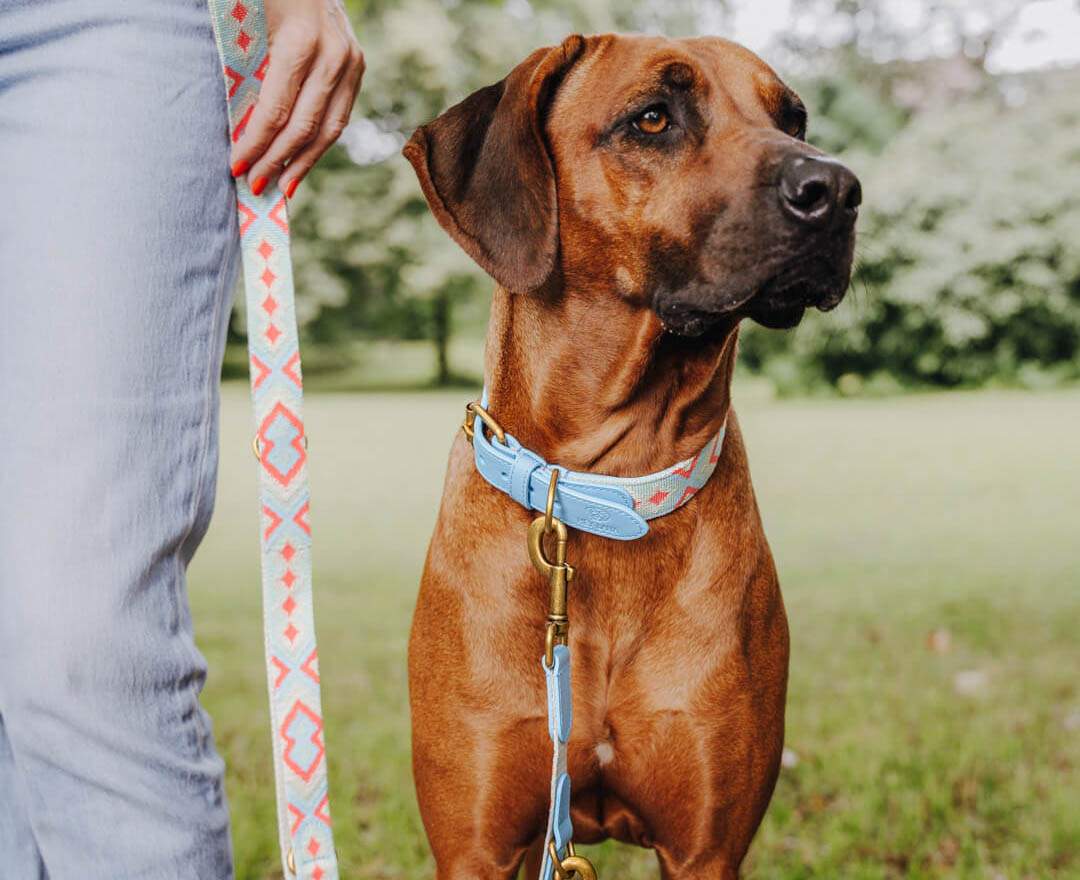 Hey Lana - Premium Hundehalsband Gepolstert - Coral/Blau - L