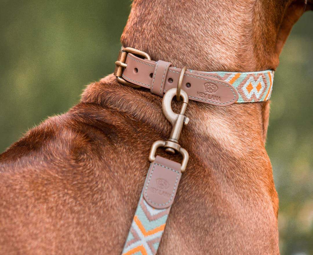 Premium Hundehalsband Gepolstert - Mint/Orange - S