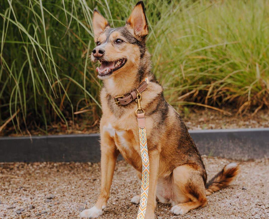 Premium Hundehalsband Gepolstert - Mint/Orange - S