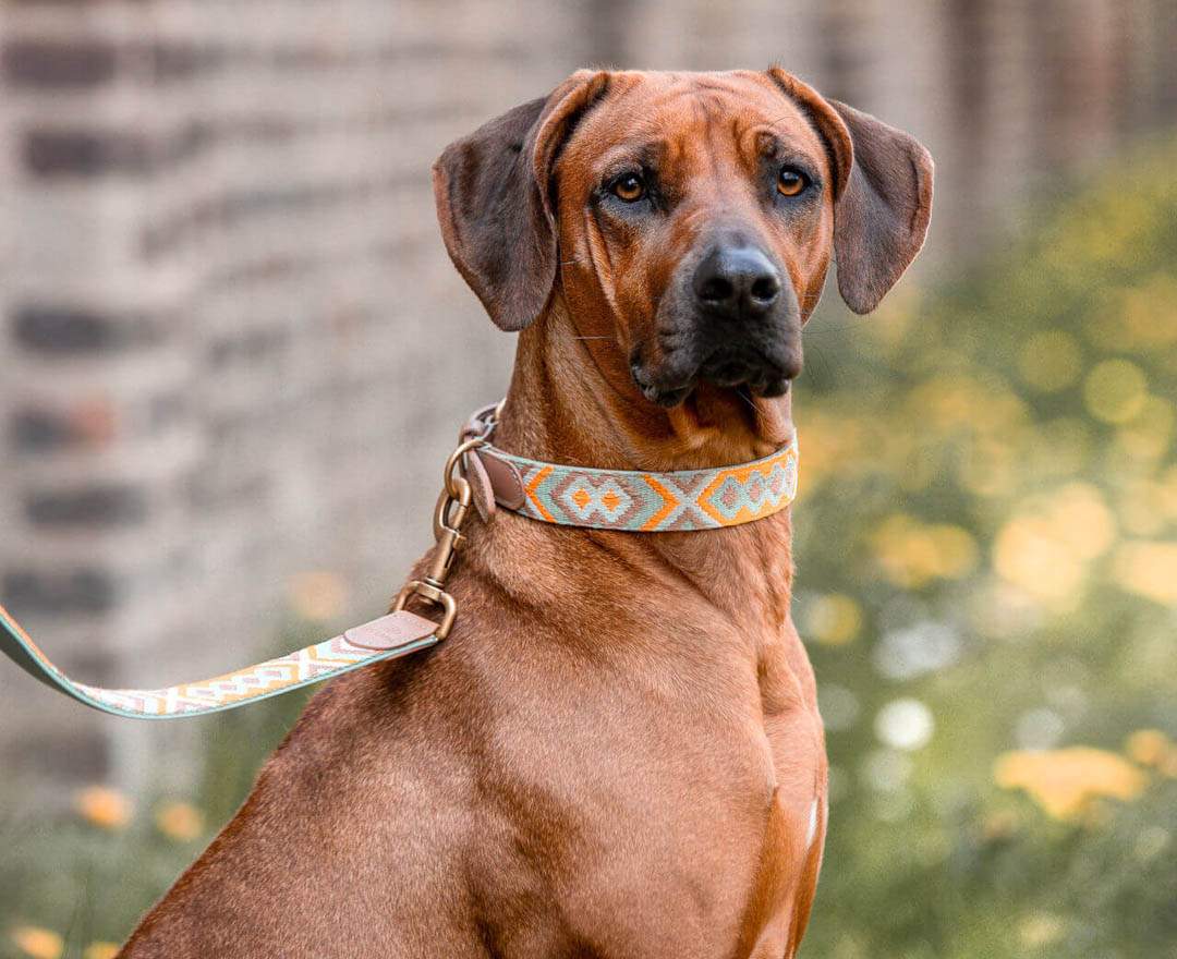 Premium Hundehalsband Gepolstert - Mint/Orange - M