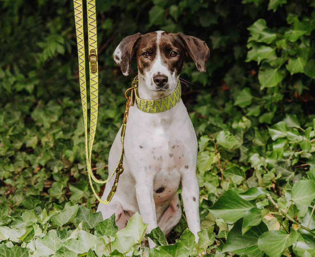 Hey Lana Premium Hundehalsband Gepolstert - Olivgrün/Neongelb