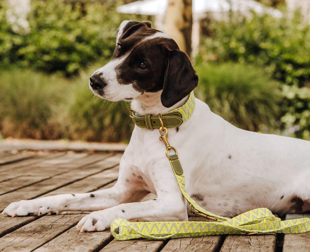 Premium Hundehalsband Gepolstert - Olivgrün/Neongelb - S