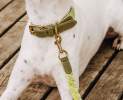 Hey Lana - Premium Hundehalsband Gepolstert - Olivgrün/Neongelb - L Thumbnail