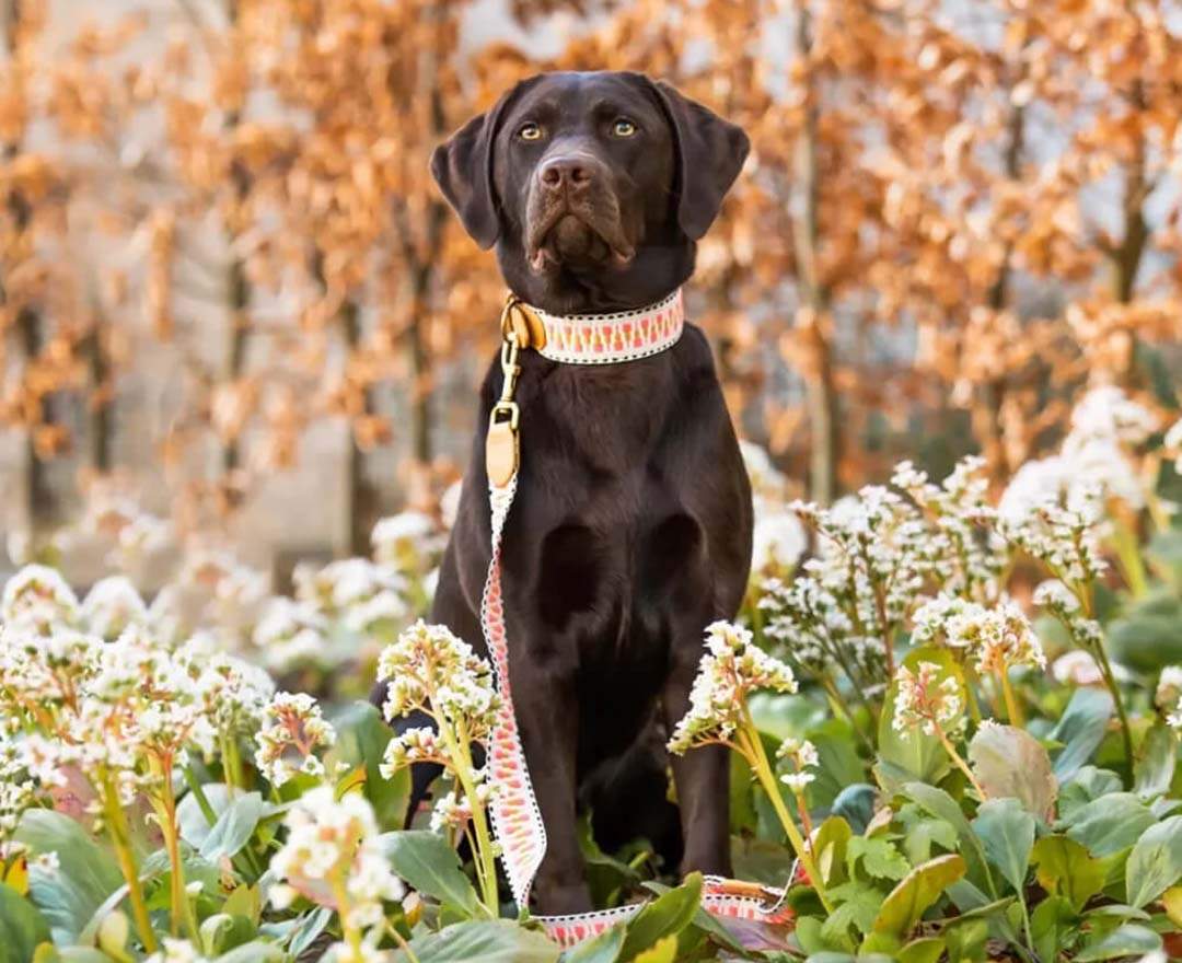 Hey Lana Premium Hundehalsband Gepolstert - Pink/Beige