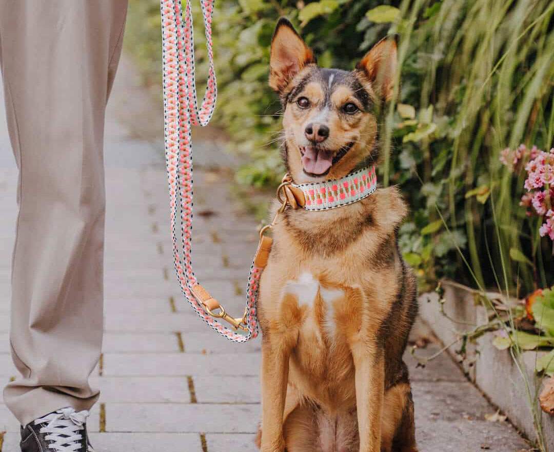 Premium Hundehalsband Gepolstert - Pink/Beige - S