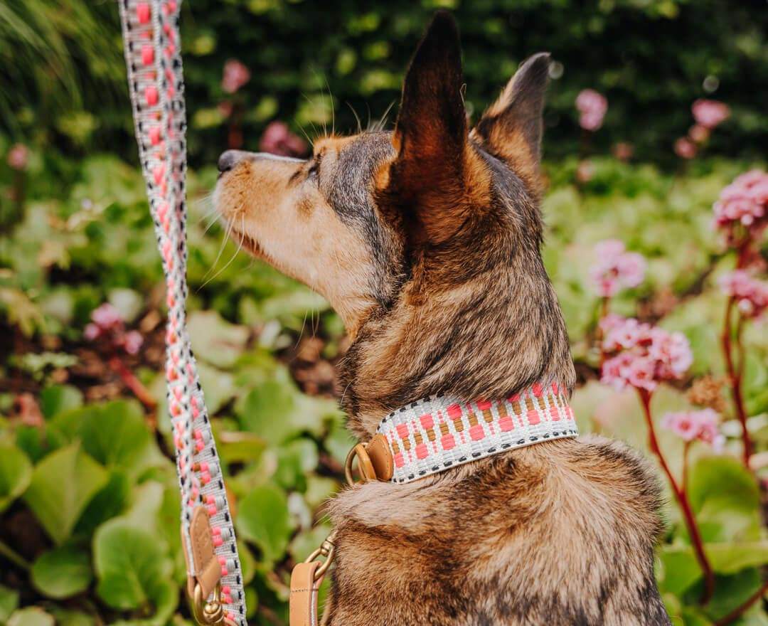 Hey Lana - Premium Hundehalsband Gepolstert - Pink/Beige - L