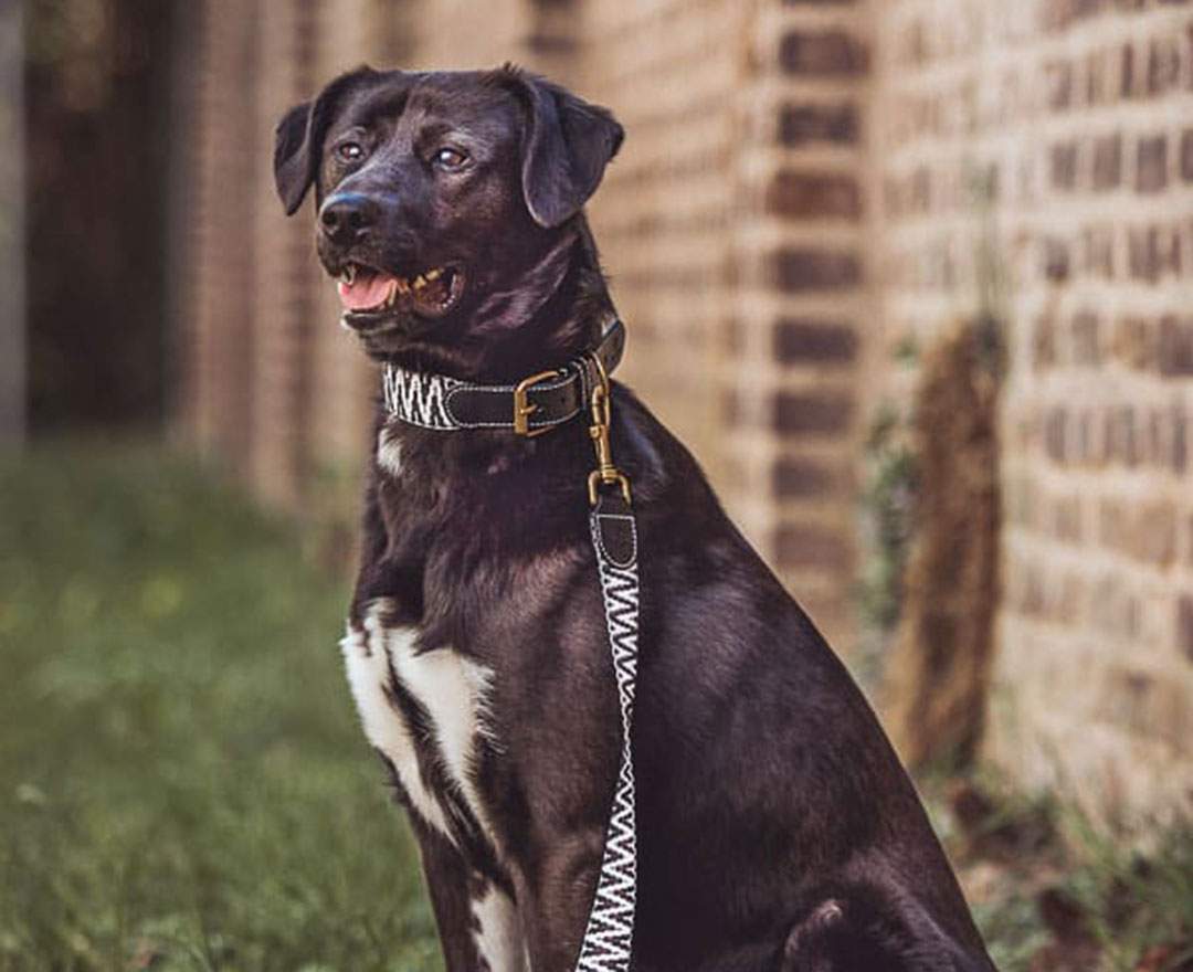 Hey Lana Premium Hundehalsband Gepolstert - Schwarz/Weiß