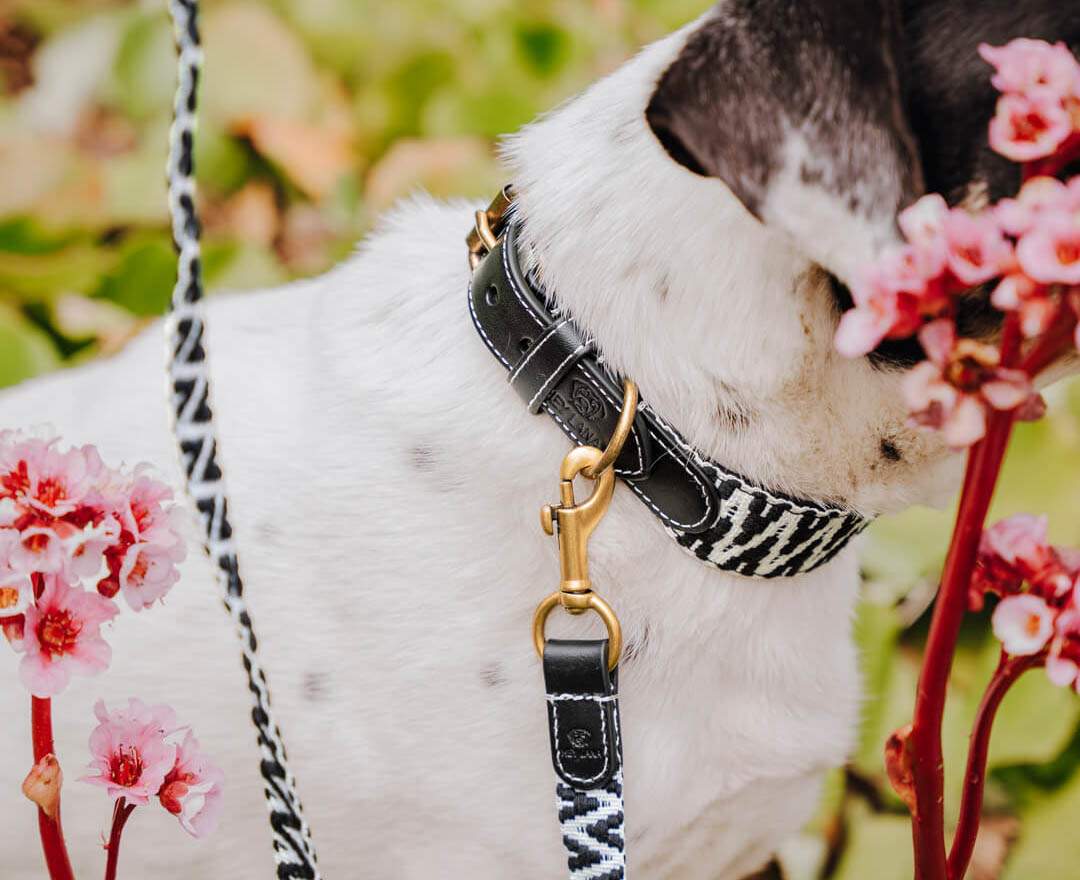 Premium Hundehalsband Gepolstert - Schwarz/Weiß - XS