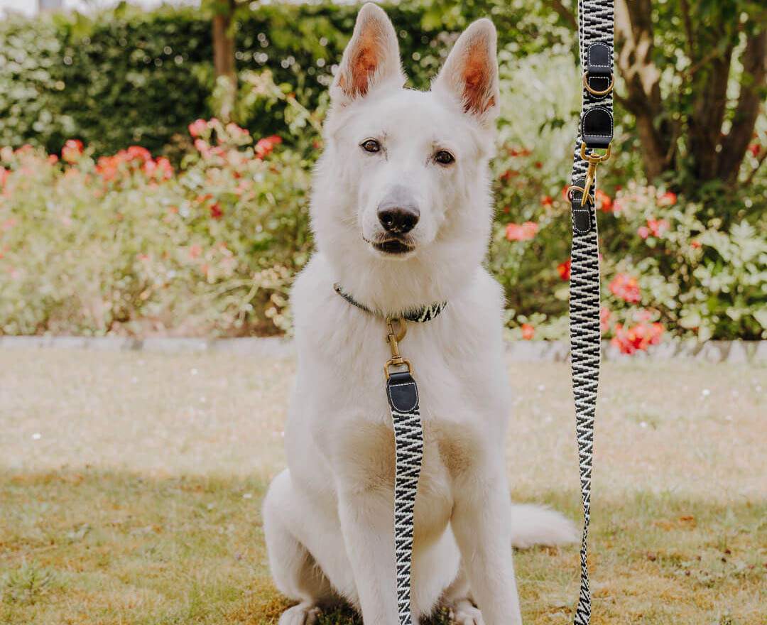 Hey Lana - Premium Hundehalsband Gepolstert - Schwarz/Weiß - L