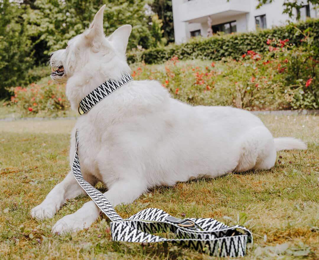 Hey Lana - Premium Hundehalsband Gepolstert - Schwarz/Weiß - L