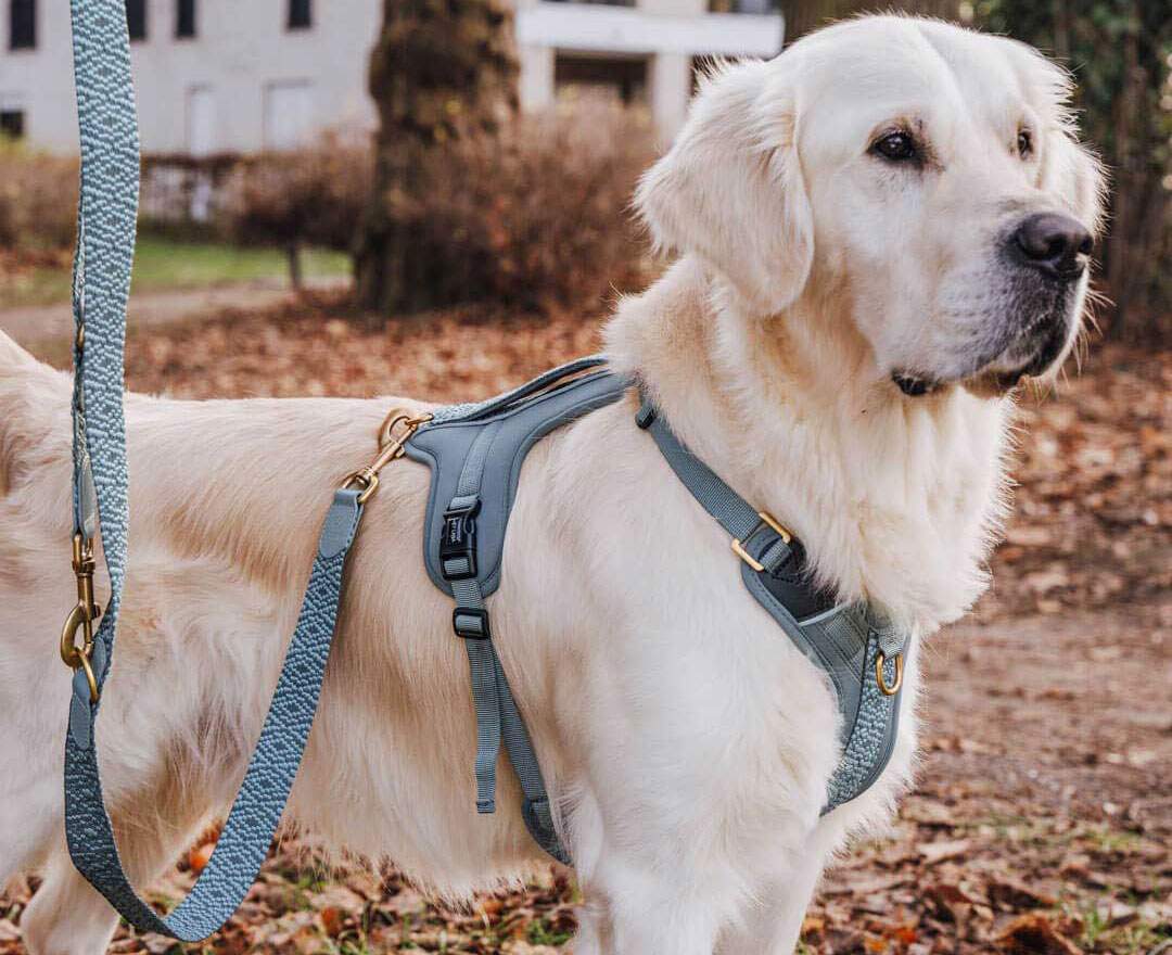 Premium Führleine - 3-fach verstellbar - 2m - Anthrazit/Blau - XS-S (2 cm breit)