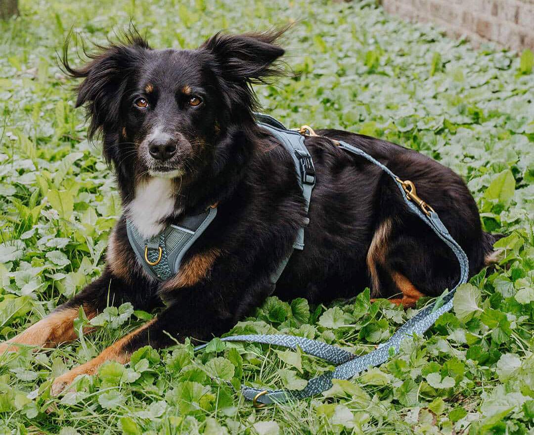 Hey Lana - Premium Führleine - 3-fach verstellbar - 2m - Anthrazit/Blau - M-XL (3,5 cm breit)