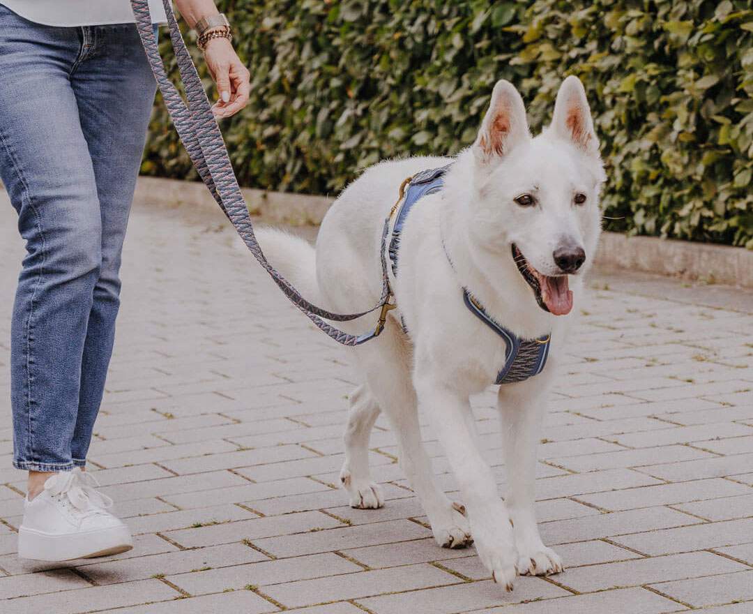 Hey Lana - Premium Führleine - 3-fach verstellbar - 2m - Blau/Grau - M-XL (3,8 cm breit)