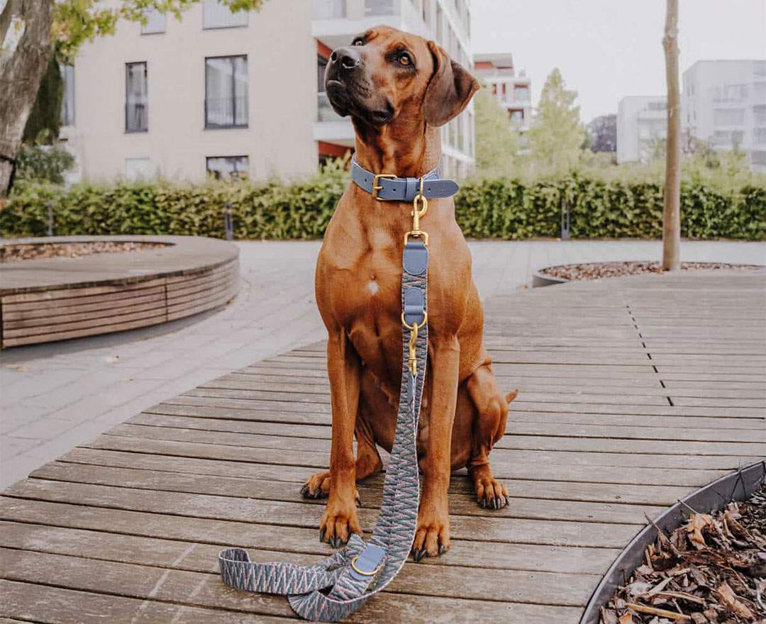 Hey Lana - Premium Führleine - 3-fach verstellbar - 2m - Blau/Grau - M-XL (3,8 cm breit)