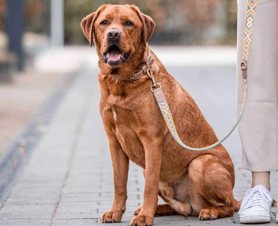 Hey Lana - Premium Führleine - 3-fach verstellbar - 2m - Mint/Orange - M-XL (3 cm breit)