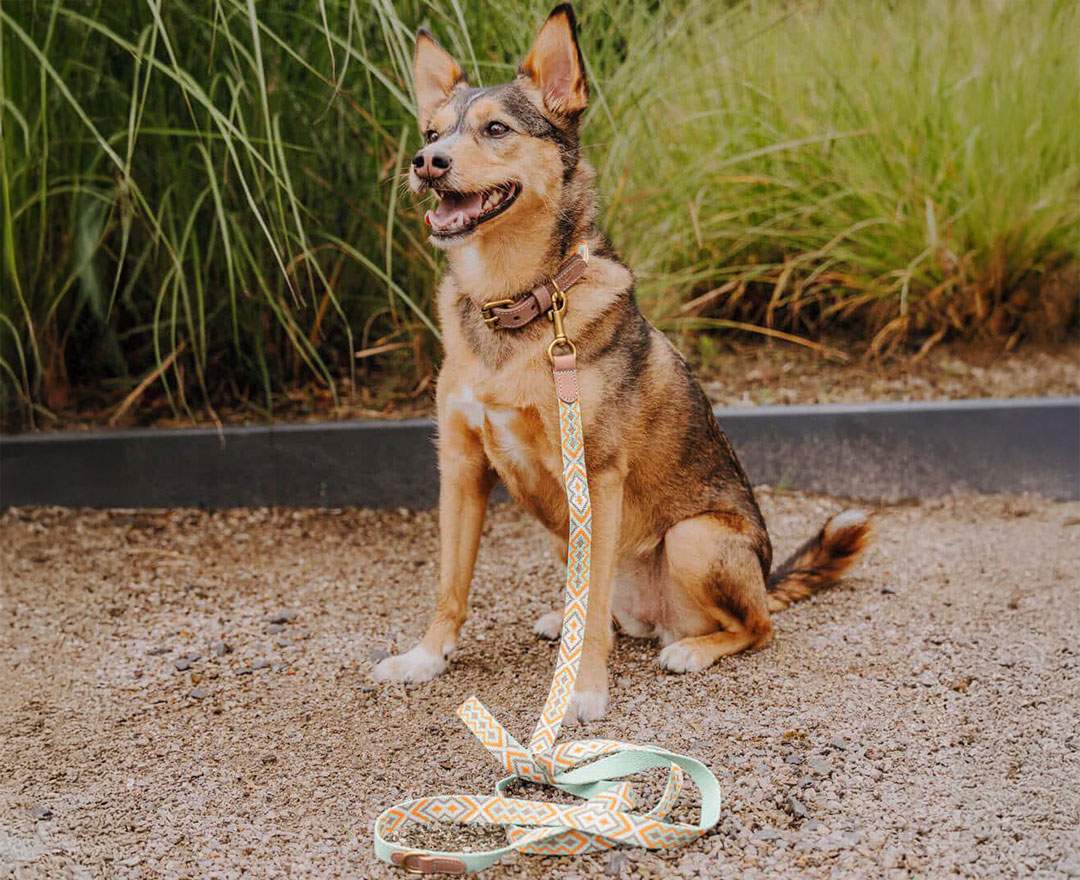 Premium Führleine - 3-fach verstellbar - 2m - Mint/Orange - XS-S (2 cm breit)