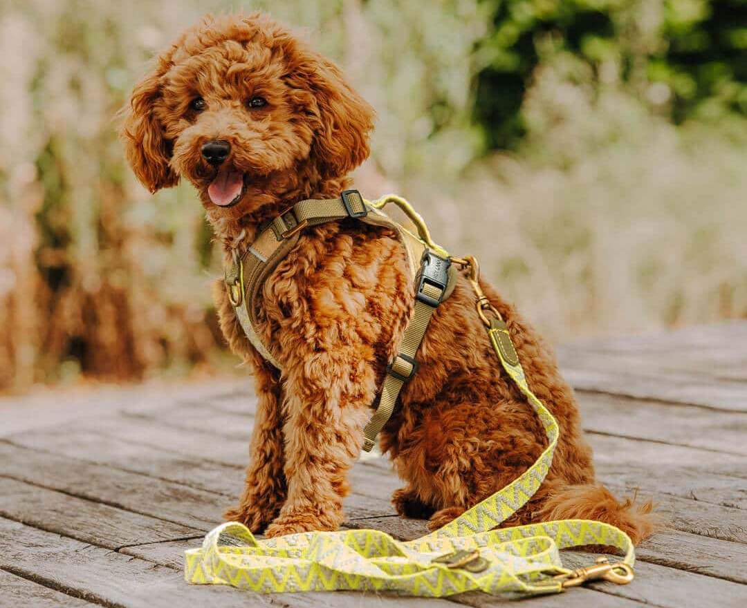 Hey Lana Premium Führleine - 3-fach verstellbar - 2m - Olivgrün/Neongelb