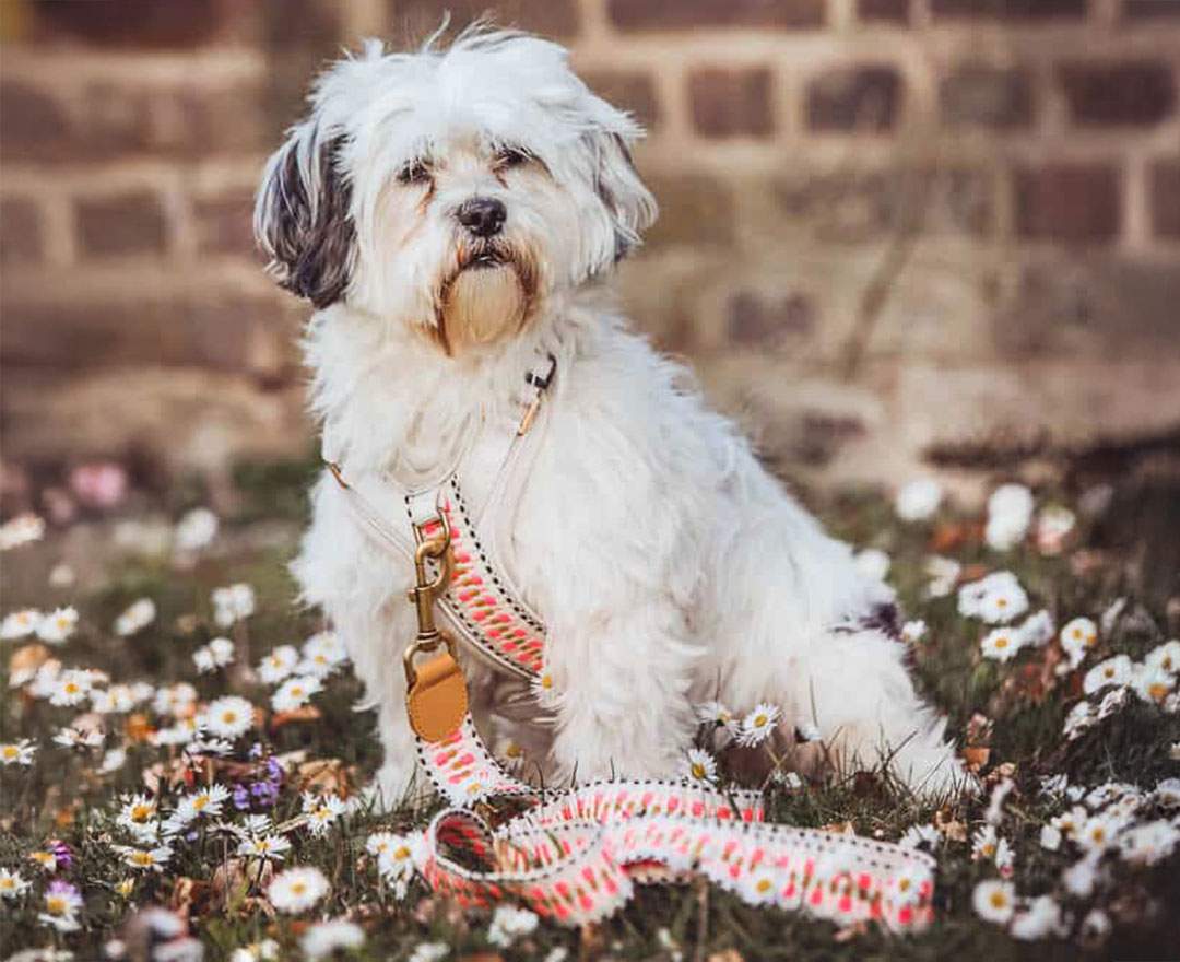 Premium Führleine - 3-fach verstellbar - 2m - Pink/Beige - XS-S (2 cm breit)