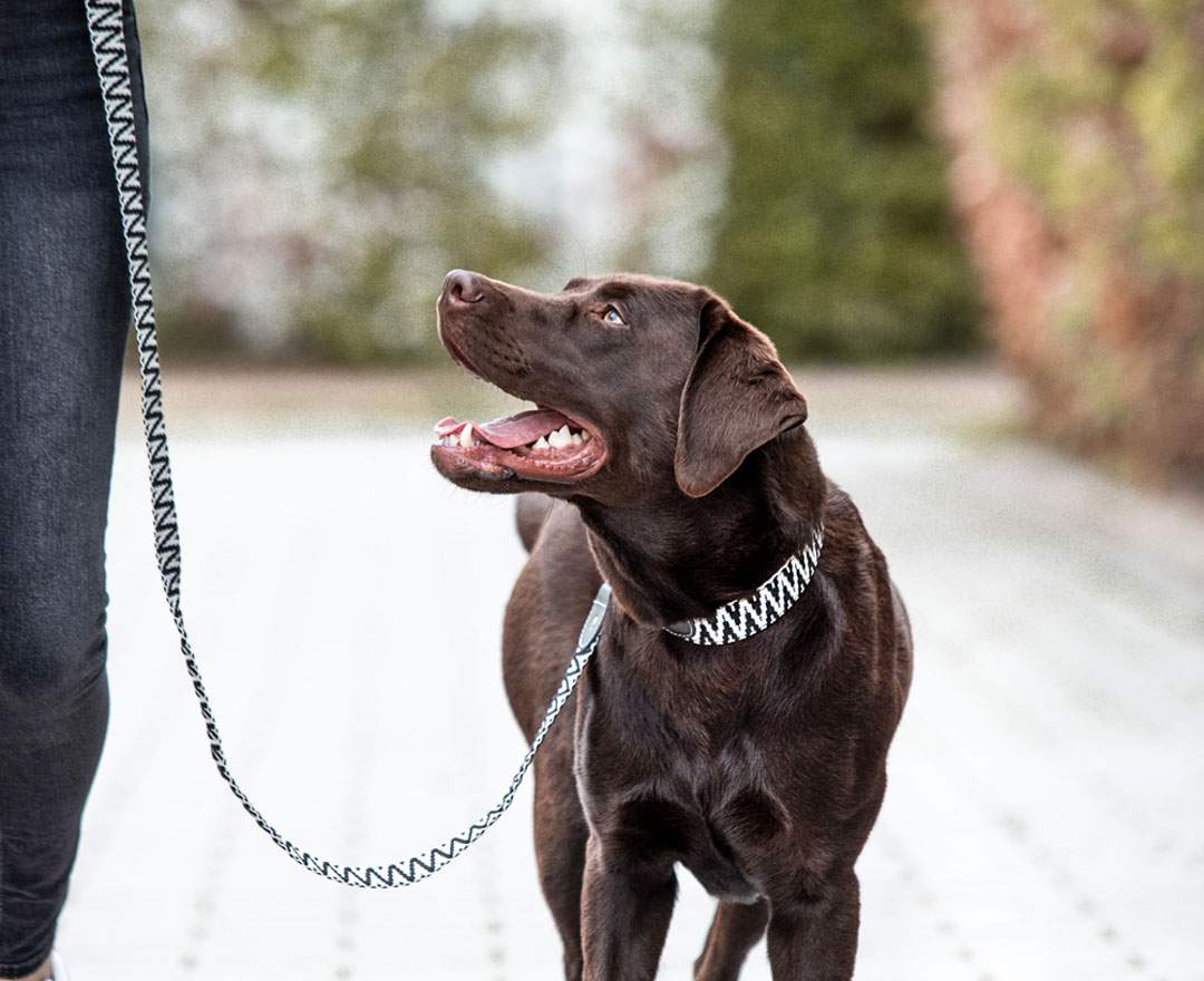 Hey Lana - Premium Führleine - 3-fach verstellbar - 2m - Schwarz/Weiß - M-XL (3,8 cm breit)