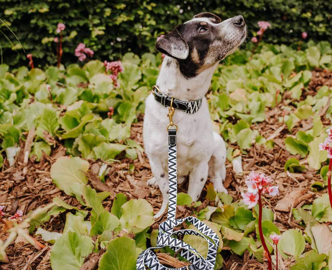 Premium Führleine - 3-fach verstellbar - 2m - Schwarz/Weiß - XS-S (2 cm breit)