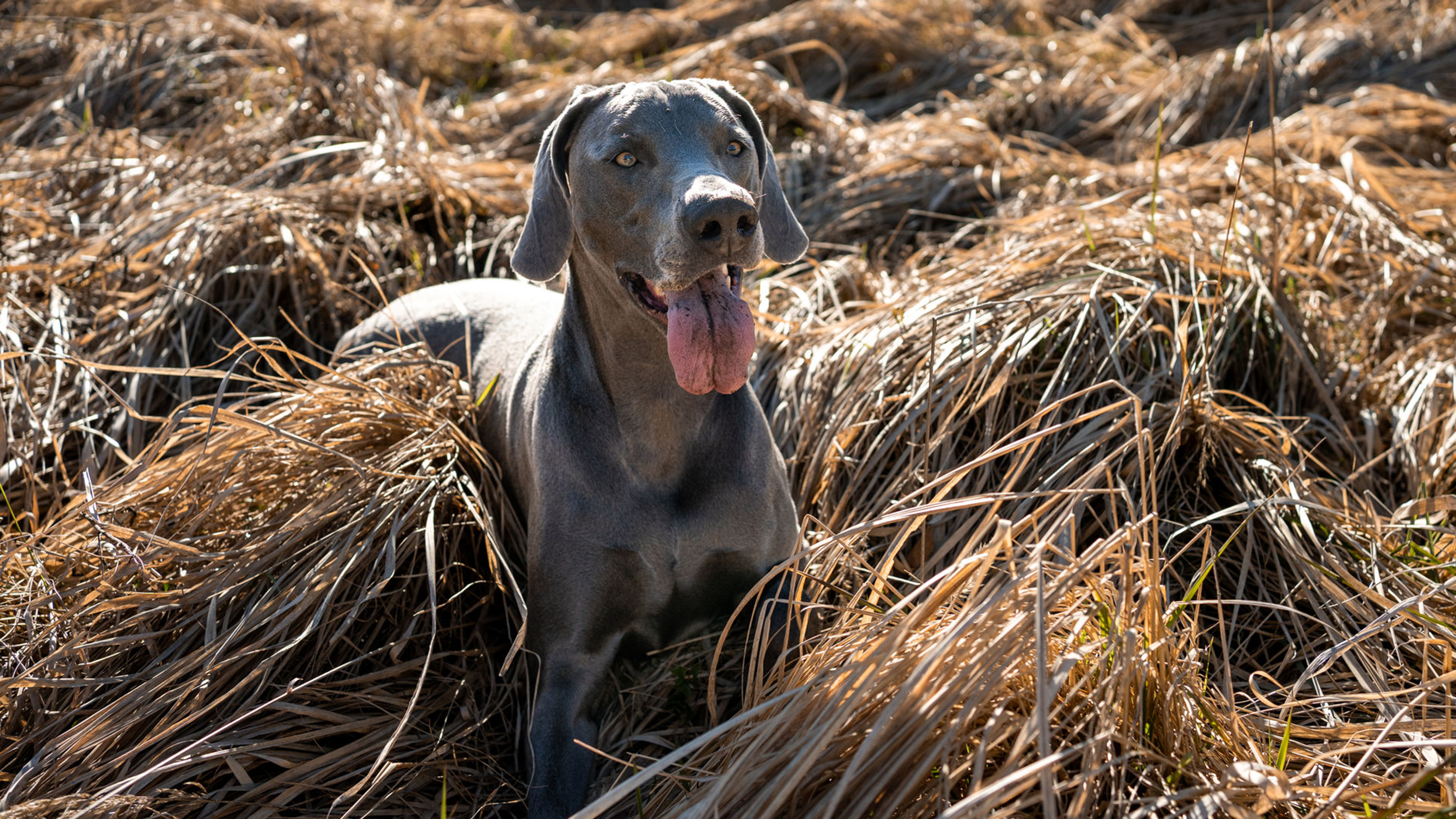 Hund in Hundewiese