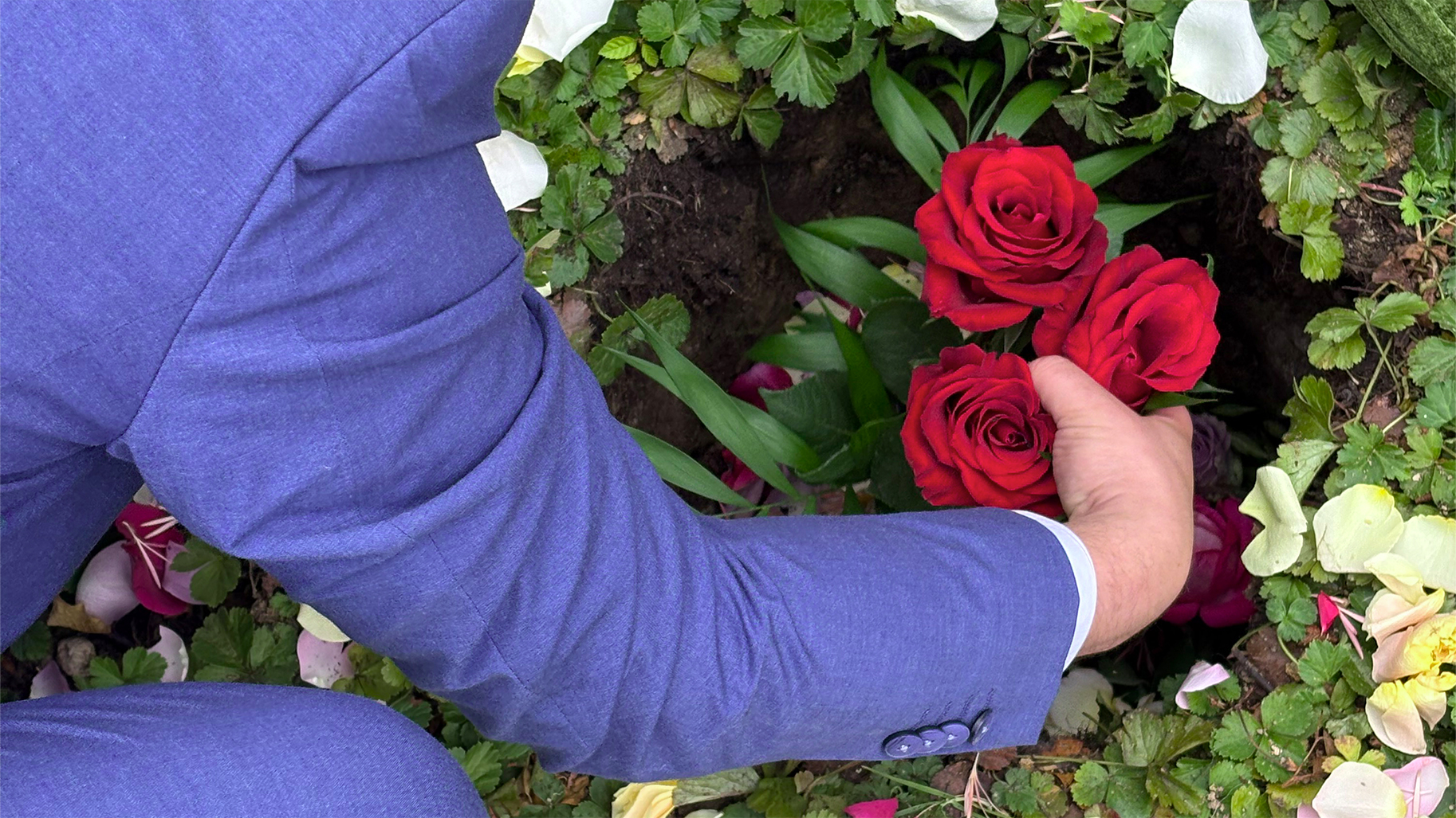 Rote Rosen werden als persönliche Blumengeste an einer Grabstelle niedergelegt
