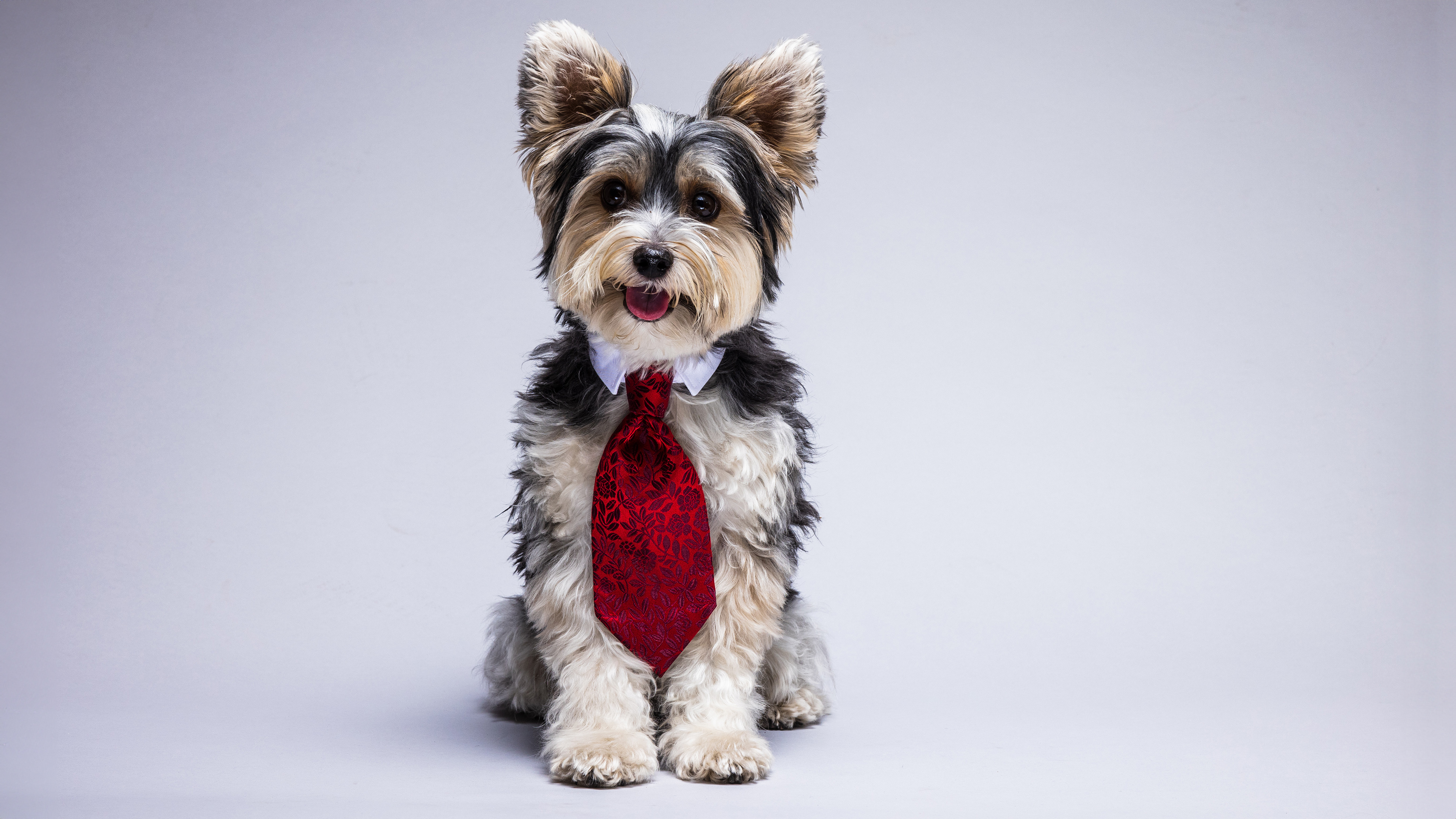 Der Hund von Raffaele de Filippo mit roter Krawatte