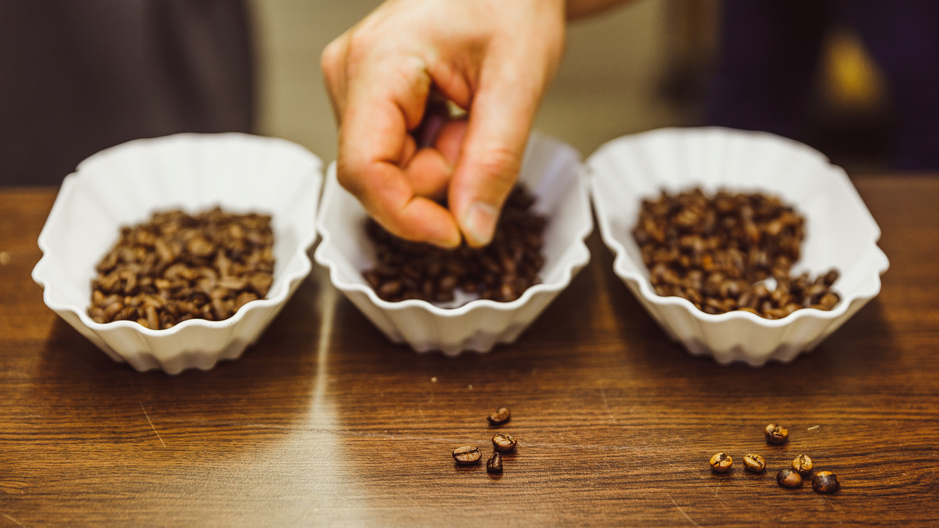 Hand sortiert geröstete Kaffeebohnen zur Kontrolle von Qualität und Röstgrad
