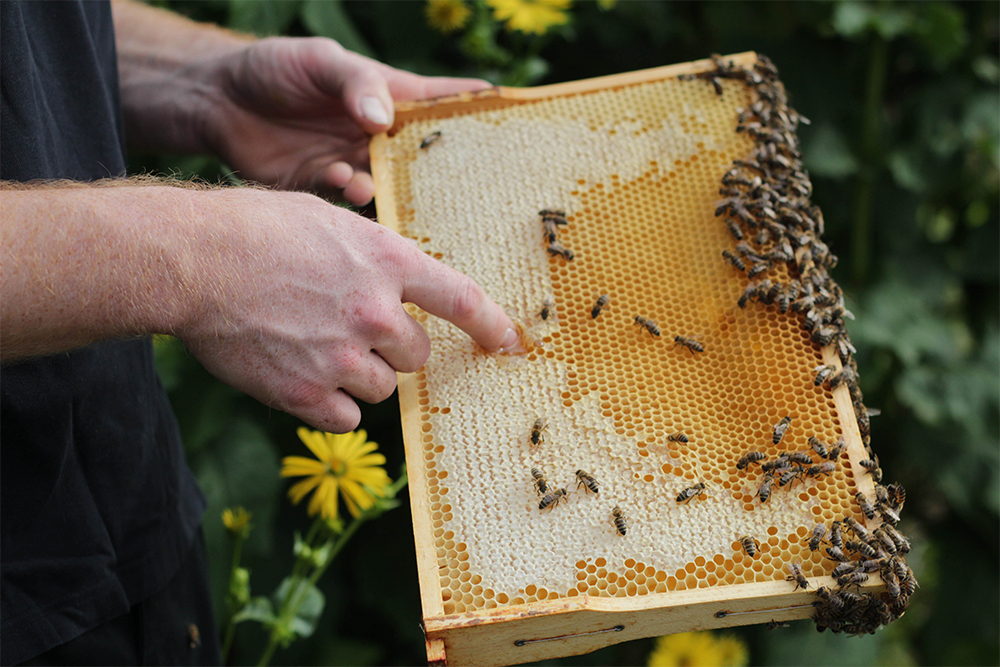 Honigwabe mit Bienen