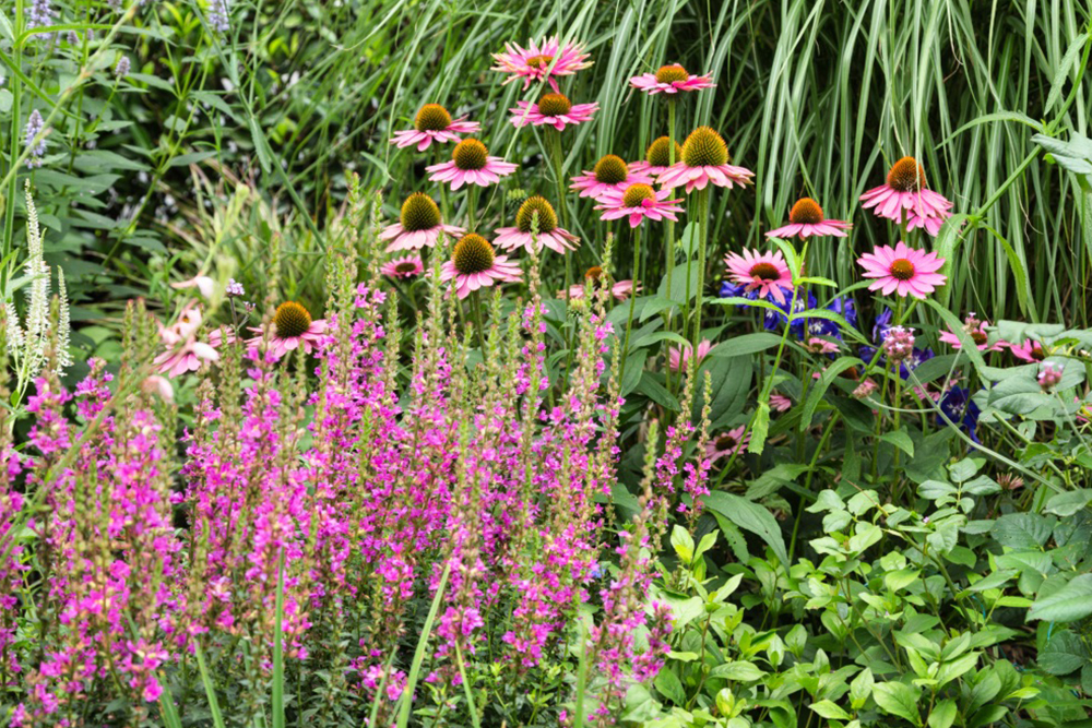 Gartengestaltung, Garten, Begr&uuml;nung, Pflanzen, Blumen, Wiese, Landschaftsbau