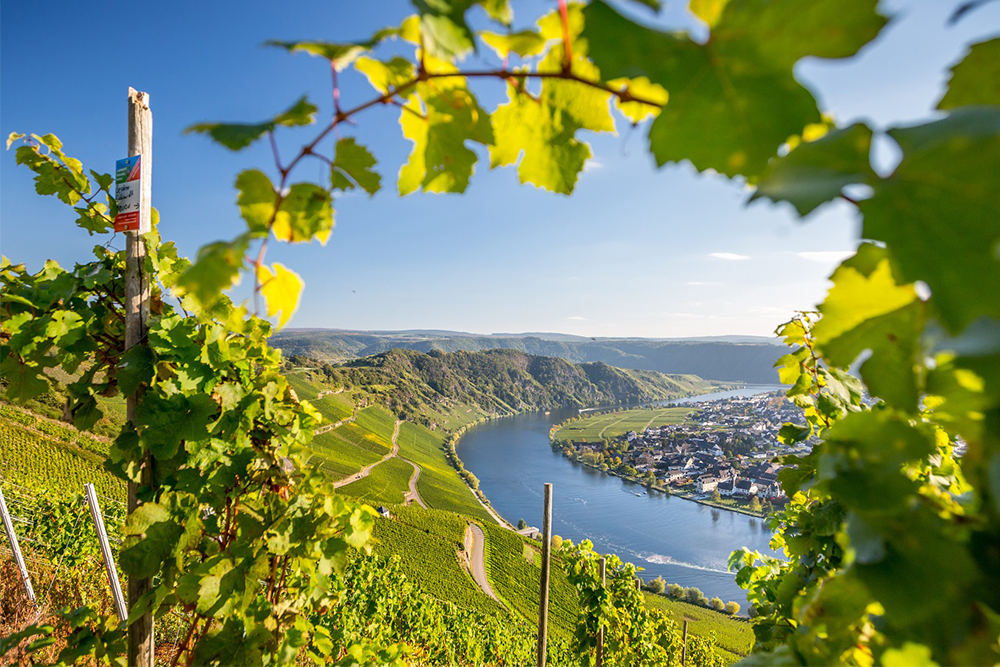 Weinurlaub, Weinkeller, Wein, Weinverkostung, Weinanbaugebiete, Weinfelder, Wellnessresorts, Gewölbekeller, Weintrinker, Landschaft, Weinregion, Weingut, Winzer, Weinflasche, Hotel